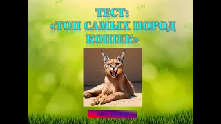 Тест: Топ Самых Пород Кошек. - Интересные факты о кошках.