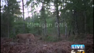 Michigan DNR confirms eastern U.P. cougar sightings