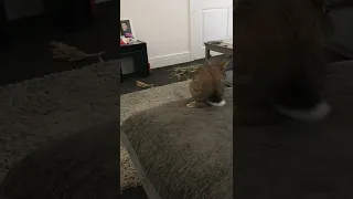 Bunny jumps off sofa