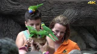 Parrot Show - Loro Parque 2019 4K