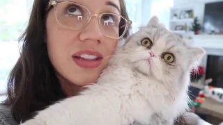 Colleen Ballinger’s Cats Being Iconic