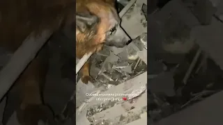 Собака на ім‘я Крим плаче через те, що росіяни знищили її родину та дім😭