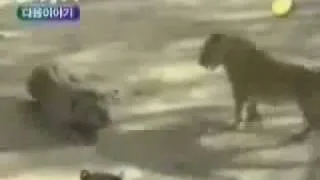 Asiatic Lions vs Male Bengal Tigers ( Lions win )