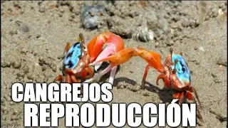 Reproducción de cangrejos