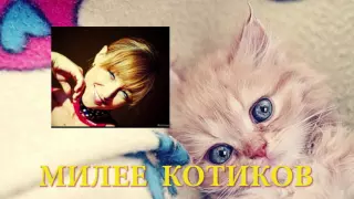 Милее котиков 01