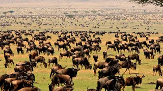 The Great Wildebeest Migration: Lions and Crocs are Waiting | Nat Geo Documentary Full HD 1080p