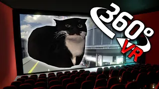 360° Maxwell The Cat - CINEMA HALL | VR/4K