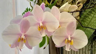 Весенний обор орхидей. Март-Апрель, орхидеи цветут.