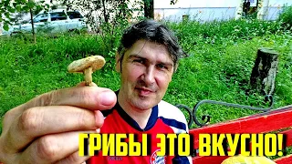 Грибы по сути вкусно!