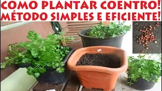 Como Plantar Coentro (método mais simples e fácil do mundo)