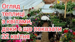 Огляд теплиці з квітами на 22 квітня.