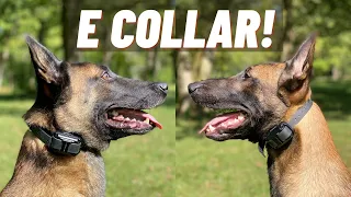 ADVANCED E-COLLAR TRAINING VS FIRST SESSION! MY TWO BELGIAN MALINOIS! NOT WHAT YOU THINK!!