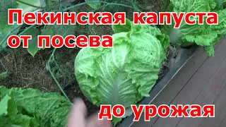 Пекинская и китайская капусты от посева до урожая. Выращивание в теплице. Какие сорта выбираю.