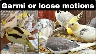 garmi or loose motions | cockatiels breeding business