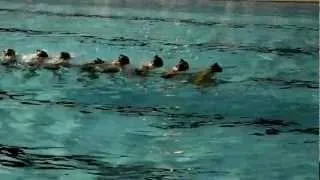 Gala synchro Port 2012.MOV