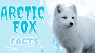 Amazing Facts About Arctic Foxes