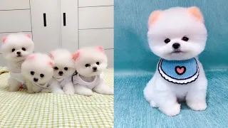 Cute and Funny Pomeranian Videos 91 #Shorts