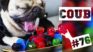 ЛУЧШИЕ COUB 'ики #76: Boss Dog