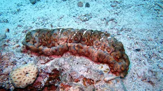 Meet the sea cucumber 🥒 | Oceana