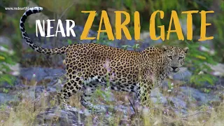 The closest resort to Zari Gate, Tadoba Andhari Tiger Reserve