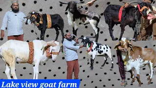 Top quality madurai sheep's available in Lake view goat farm Hyderabad | heavyweight sheep's in Hyd