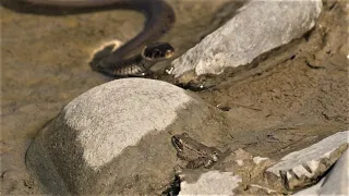 Ringelnatter jagt kleinen Frosch / Grass snake chases little frog