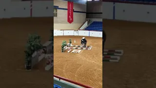 World Champion APHA World Show Yearling In Hand Trail