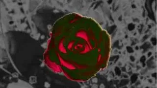 Flowers Of Love - Version 2