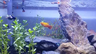 Low budget aquascaping..Lion King Version..(The Platy King)