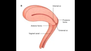 Gross Anatomy of Vagina