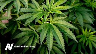 Does Marijuana Cause Health Problems?