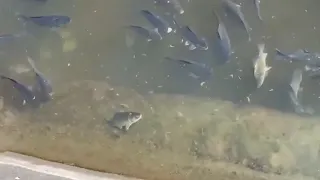 В центре Москвы начали ловить крупную рыбу