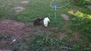 Kitty and bunny playing tag