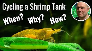 How to Cycle a Red Cherry Shrimp Tank - HOW, WHEN AND WHY WE NEED TO CYCLE A SHRIMP TANK!
