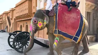 Amber Fort Elephants 2023