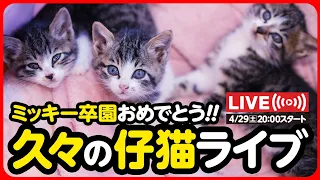 【🔴ライブ記録】ミッキー卒園&新入生🌸子猫ライブ！