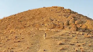 Dog on the top of mountain | سگ روی قله کوه