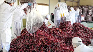 Amazing Food Factory!! Spicy noodle production process that produces 24 tons a year