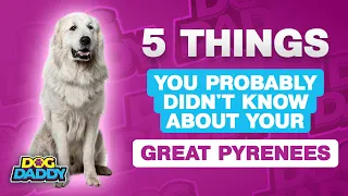 5 Things You Probably Didn't Know About Your Great Pyrenees