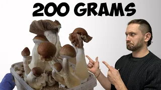 How I Magically Grew Golden Mushrooms in 12 Days! | Teacher Growth Kit Step by Step