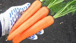 Что я делаю, чтобы морковь не ветвилась.