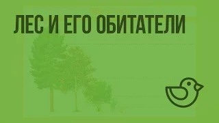 Лес и его обитатели. Видеоурок по окружающему миру 3  класс