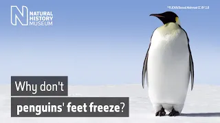 Why don't penguins' feet freeze? | Natural History Museum