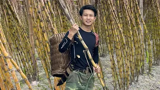 Harvesting sugar cane bringing it to the market to sell, 2 year alone in the forest