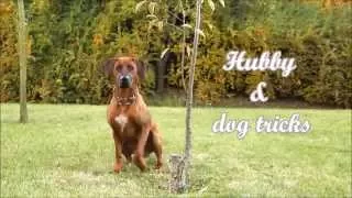 Rhodesian ridgeback Hubby & dog tricks | almost 2 years