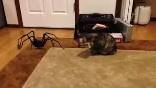 Cat attacked by a huge spider (thanks to Action Movie FX)