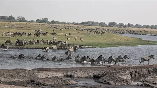 Botswana Chobe National Park morning safari