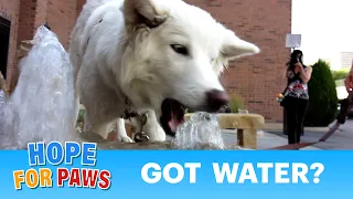 Ultimate dog tease: Dog eating water - please share. #love
