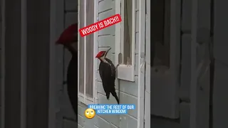 Woody Woodpecker Breaking Window