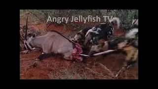 #2 eaten ALIVE UNCENSORED 18+ guts out  Wild dogs feed on Oryx alive   Screaming   live feeding